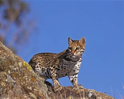 Ocelot - Facts, Diet, Habitat & Pictures on Animalia.bio