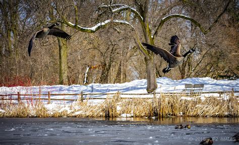 Green Bay Wildlife Sanctuary on Behance