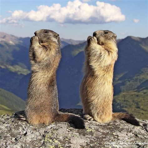 two prairie groundhogs standing on top of a rocky cliff with mountains ...