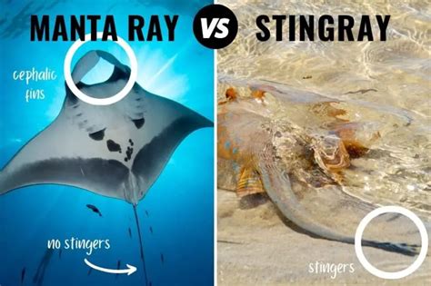 Manta Ray Vs Stingray: How To Tell Them Apart (+ Pictures)