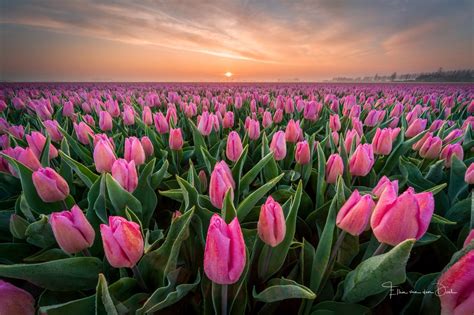 Download Pink Flower Sunset Nature Tulip HD Wallpaper