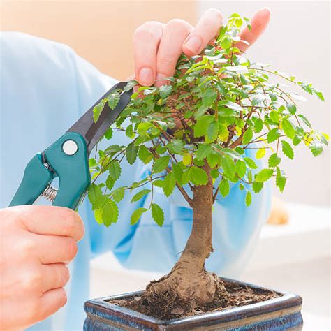 Best Bonsai Tree Trimming Stock Photos, Pictures & Royalty-Free Images ...