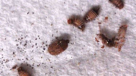 8 Photos What Does A Carpet Beetle Infestation Look Like And View ...