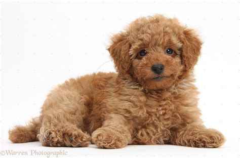 8 Pics Light Brown Toy Poodle Puppies And Description - Alqu Blog