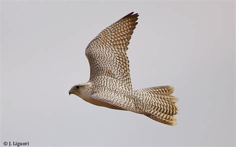 Raptor Identification and Photography: White-morph Gyrfalcon