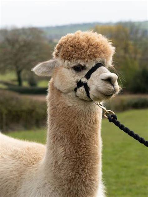 Alpaca Walking Derbyshire Alpaca Adoption