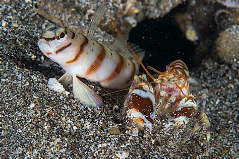 Yellow Watchman Goby & Pistol Shrimp Koh Tao