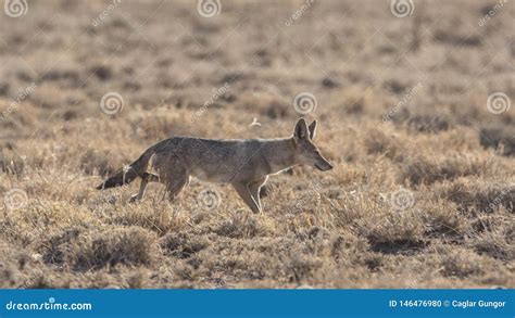 African Golden Wolf in Field Stock Photo - Image of anthus, mammal ...