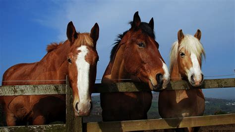 Free Horses Wallpapers for Windows - WallpaperSafari