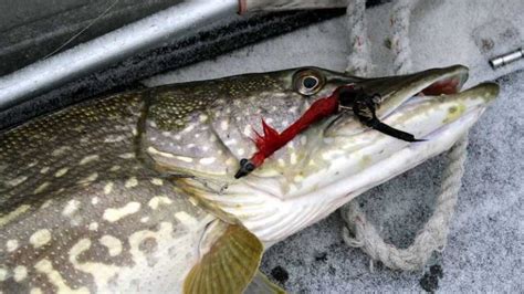 The 10 Best Pike Lures for a Good Catch- WooFish.com