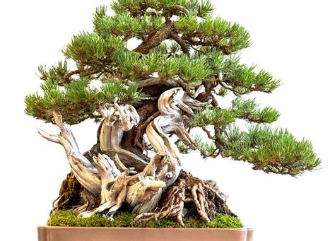 Pine Bonsai Tree - A-Z Animals