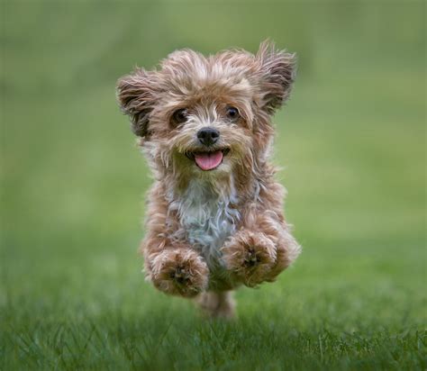 The top 20 cutest dog breeds in the world, ranked according to science ...