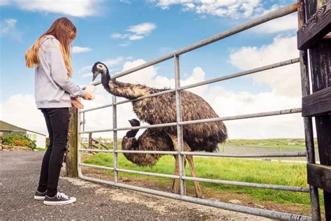 Baby Emu: 10 Pictures and 10 Incredible Facts - A-Z Animals