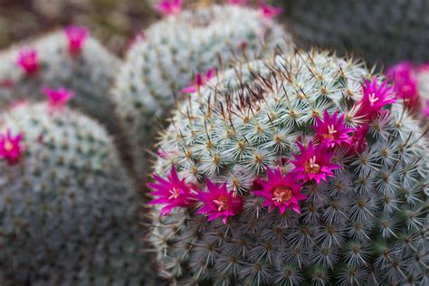 Growing Pincushion Cactus | Kellogg Garden Organics™