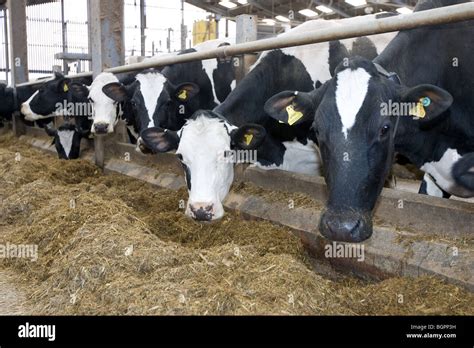 Holstein Dairy Cows Eating Silage Stock Photo - Alamy