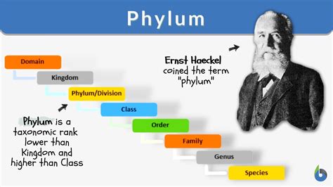 Phylum - Definition and Examples - Biology Online Dictionary