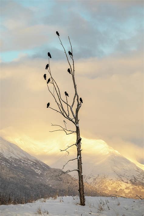 A Flock Of Ravens Perched In An Old Photograph by Doug Lindstrand ...