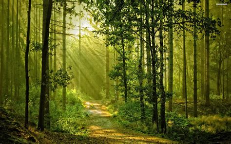 Sunny Forest Wallpapers - Top Free Sunny Forest Backgrounds ...