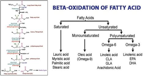 Beta Oxidation of Fatty Acid: Steps, Uses, Diagram