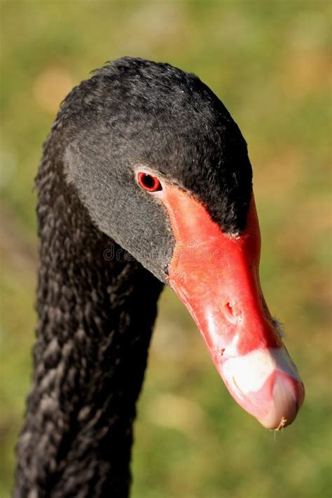 594 Goose Face Close Up Stock Photos - Free & Royalty-Free Stock Photos ...