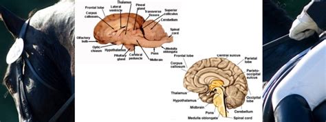 horse-brain-human-brain @ Hira Laboratories