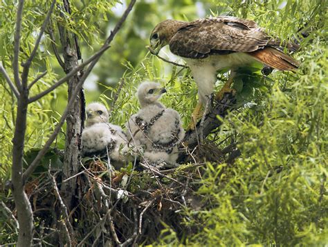 red tailed hawk nest - Pets