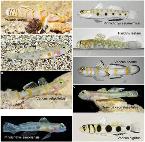 Nine new goby species and four new genera