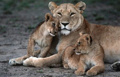 Living In Grace Blog: A lioness and her cubs