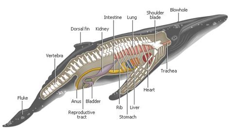 Internal Anatomy of a Whale | Whales | Pinterest | A whale, Whales and ...