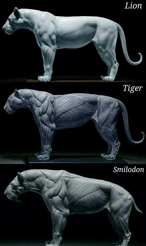 Smilodon Size