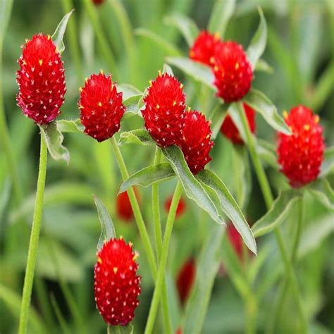 Gomphrena Haageana Strawberry Flower Seeds | Buy Seeds Online at Best ...