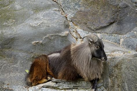 Himalayan Tahr Hemitragus - Free photo on Pixabay - Pixabay