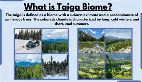 Taiga Biome-Characteristics, Location, Climate, Temperature, and Examples