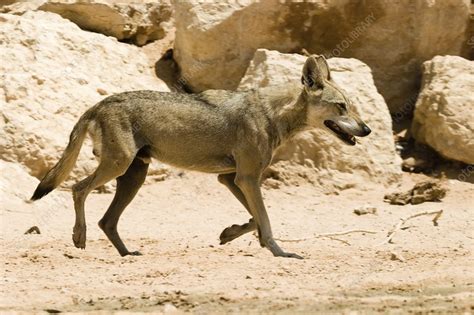 Arabian wolf - Stock Image - C048/3159 - Science Photo Library