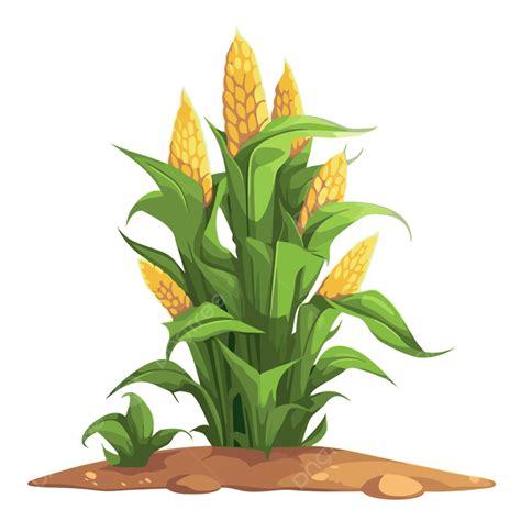 รูปCornstalk Clipart ภาพการ์ตูนของข้าวโพดที่มีฝักสีเหลือง เวกเตอร์ PNG ...