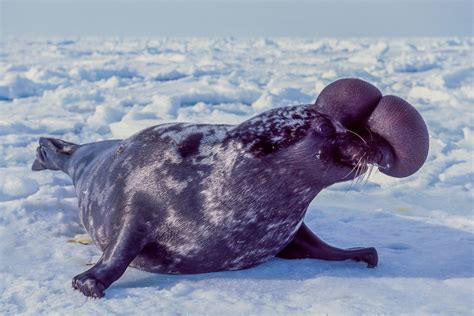 Hooded Seals: Characteristics, reproduction, habitat and more