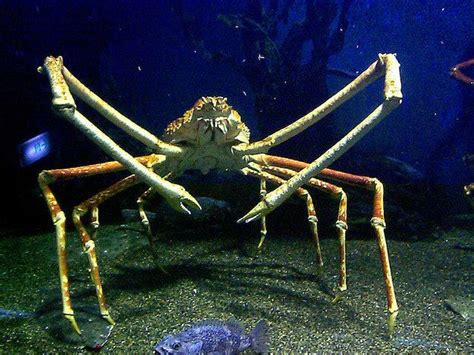 Giant spider crab | Deep sea creatures, Ocean creatures, Scary sea ...