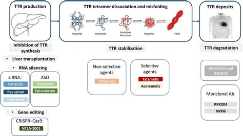 Understanding Cardiac Amyloidosis: Advances in Diagnosis and Treatment