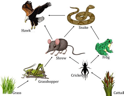 The Vital Role Of Crickets In Our Natural Environment’s Food Web ...