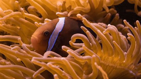 Best Anemone For Clownfish: A Full Guide For Safe Pairings! – Aquarium ...