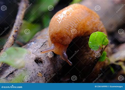 Common Garden Slug stock image. Image of gastropod, closeup - 236169995