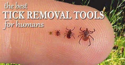 The Best Tick Removal Tools for Humans - Mom Goes Camping