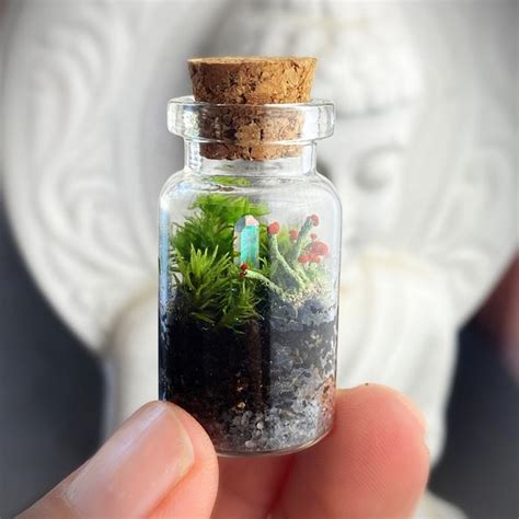 Lichen Terrarium - Etsy