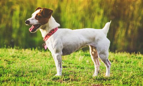 10 Amazing Small Dog Breeds with Short Hair - Low Grooming Needs