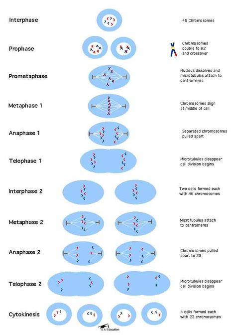 IGCSE Biology: 3.25 understand that division of a cell by meiosis ...