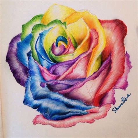 Quick sketch of the day 🌈 #rose #rainbow #drawing #artcollective # ...