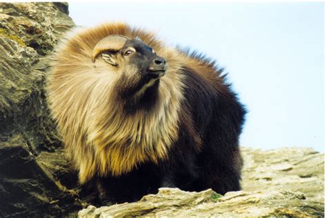 Himalayan tahr - Alchetron, The Free Social Encyclopedia