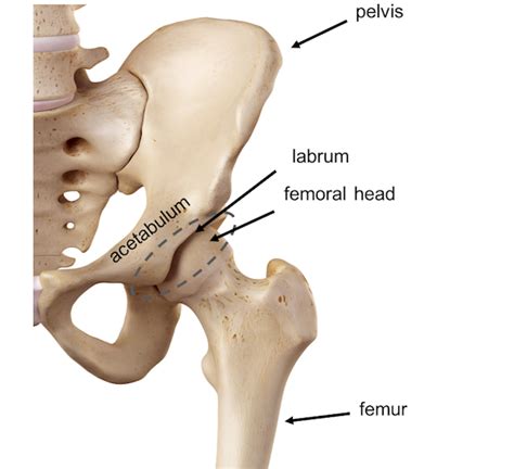 Pelvis Hip Anatomy