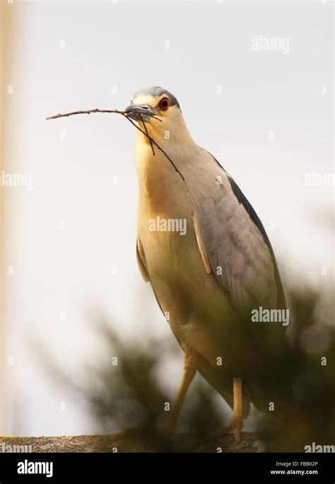 A Night Heron perched with nesting material Stock Photo - Alamy