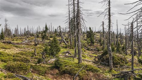 Bavarian Forest Trees Bark - Free photo on Pixabay